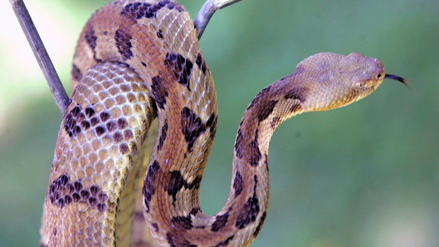 rattlesnake on a branch